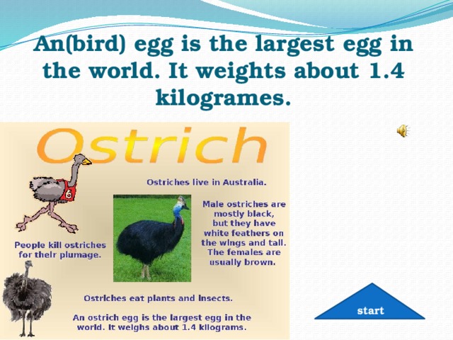 An(bird) egg is the largest egg in the world. It weights about 1.4 kilogrames. start 