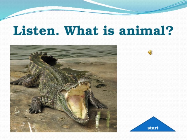 Listen. What is animal? start 