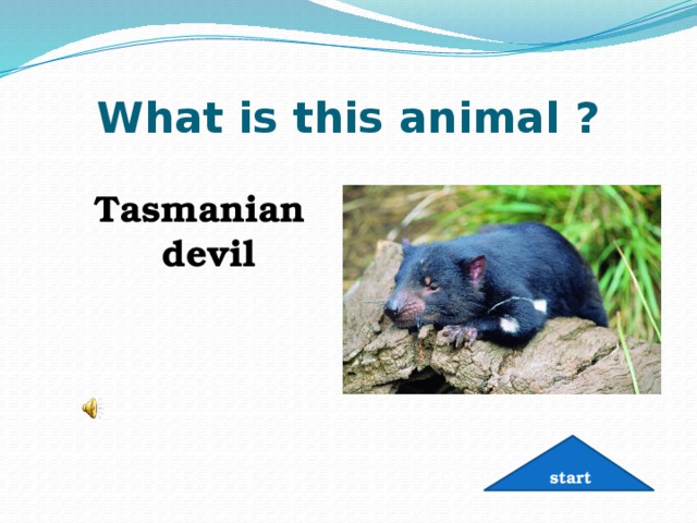 What is this animal ? Tasmanian devil start 