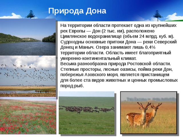 Природа Дона На территории области протекает одна из крупнейших рек Европы — Дон (2 тыс. км), расположено Цимлянское водохранилище (объем 24 млрд. куб. м). Судоходны основные притоки Дона — реки Северский Донец и Маныч. Озера занимают лишь 0,4% территории области. Область имеет благоприятный умеренно-континентальный климат. Весьма разнообразна природа Ростовской области. Степные просторы, лесные оазисы, пойма реки Дон, побережья Азовского моря, является пристанищем для более ста видов животных и ценных промысловых пород рыб.  5.1.17 