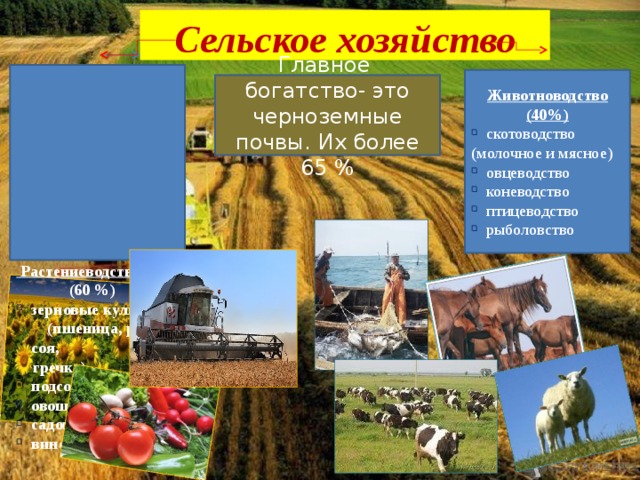 Сельское хозяйство  Растениеводство  (60 %) зерновые культуры (пшеница, рис, соя,  гречка) подсолнечник овощеводство садоводство виноградарство  Животноводство (40%) скотоводство (молочное и мясное) овцеводство коневодство птицеводство рыболовство Главное богатство- это черноземные почвы. Их более 65 %  