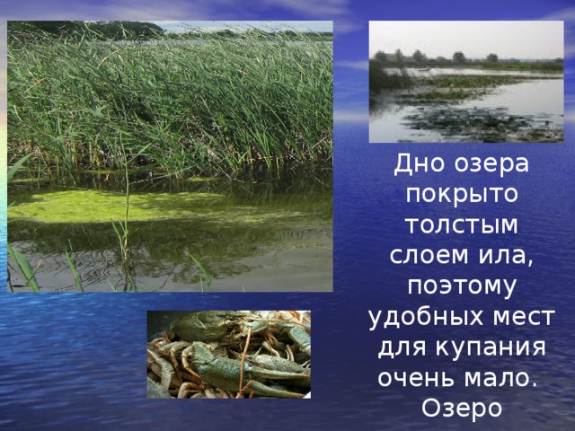 Дно озера покрыто толстым слоем ила, поэтому удобных мест для купания очень мало. Озеро зарастает 