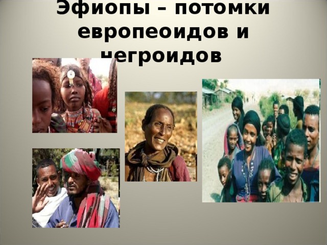 Эфиопы – потомки европеоидов и негроидов  