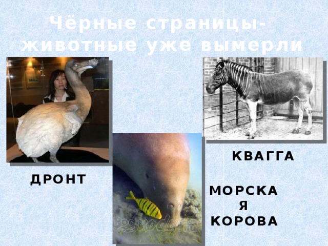 Чёрные страницы- животные уже вымерли КВАГГА ДРОНТ МОРСКАЯ КОРОВА 