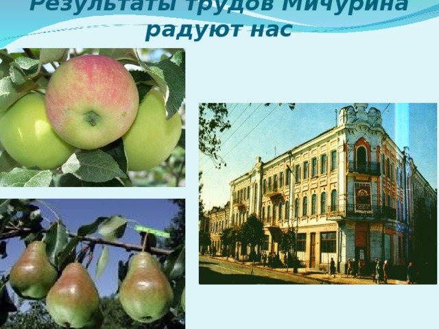 Результаты трудов Мичурина радуют нас