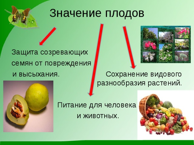 Значение плодов Защита созревающих семян от повреждения и высыхания. Сохранение видового разнообразия растений. Питание для человека  и животных. 