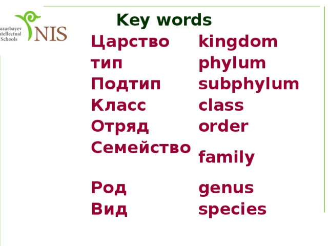 Key words Царство kingdom тип phylum Подтип subphylum Класс class Отряд order Семейство family Род genus Вид species 