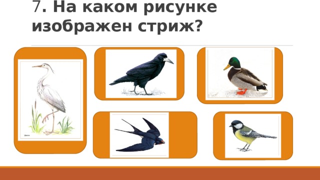 7 . На каком рисунке изображен стриж? 