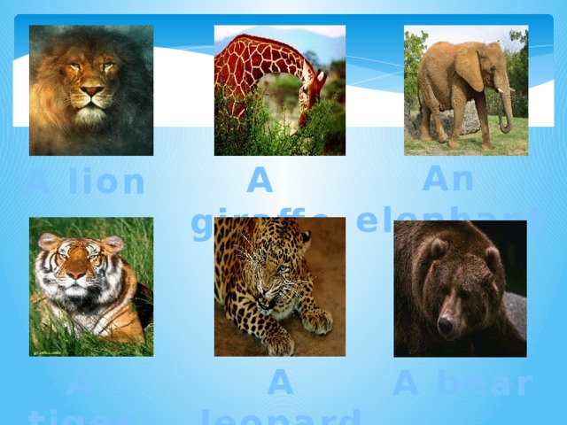 A giraffe An elephant A bear A lion A tiger A leopard 