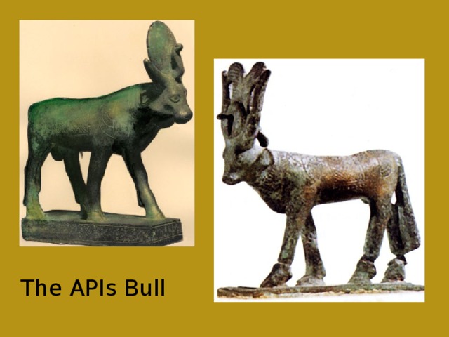 The APIs Bull 