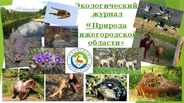 Экологический  журнал  « Природа Нижегородской  области» 