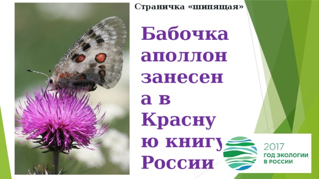 Страничка «шипящая» Бабочка аполлон занесена в Красную книгу России 