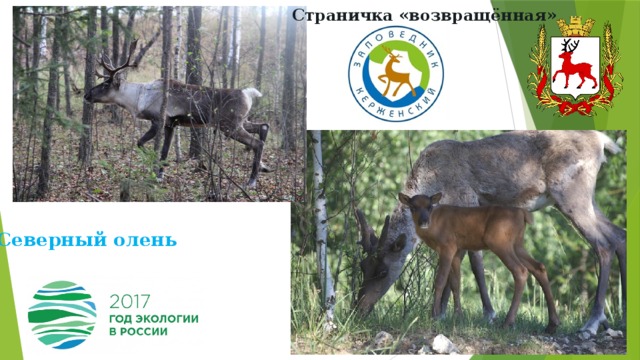 Страничка «возвращённая» Северный олень 