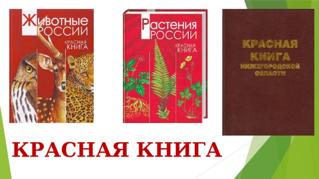 КРАСНАЯ КНИГА 