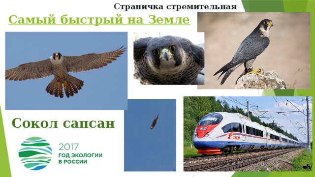 Страничка стремительная  Самый быстрый на Земле Сокол сапсан 
