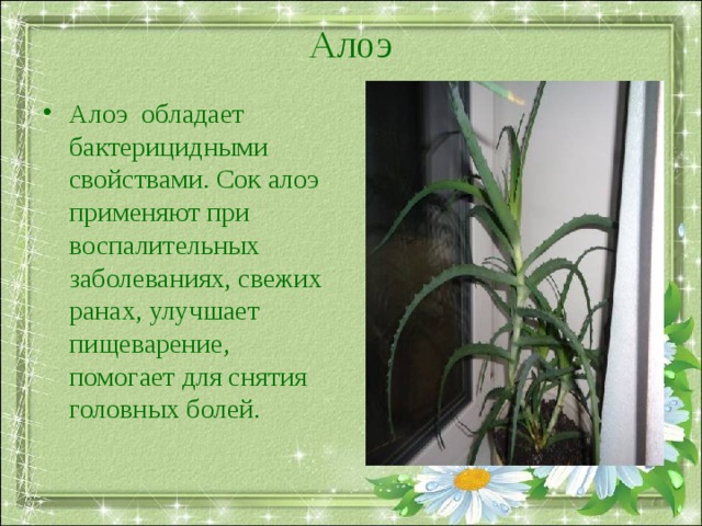 Алоэ   Алоэ обладает бактерицидными свойствами. Сок алоэ применяют при воспалительных заболеваниях, свежих ранах, улучшает пищеварение, помогает для снятия головных болей. 