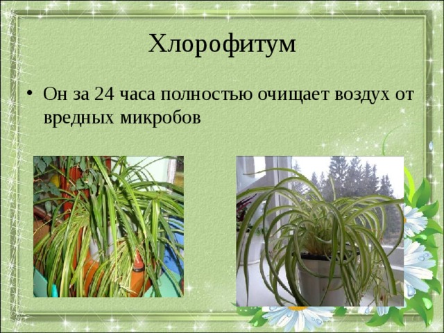 Хлорофитум Он за 24 часа полностью очищает воздух от вредных микробов 