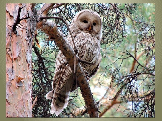 Солнца яркого боится. Ночью – хищник эта птица. Ловко мышь найдет в траве. Говорим мы о …. 