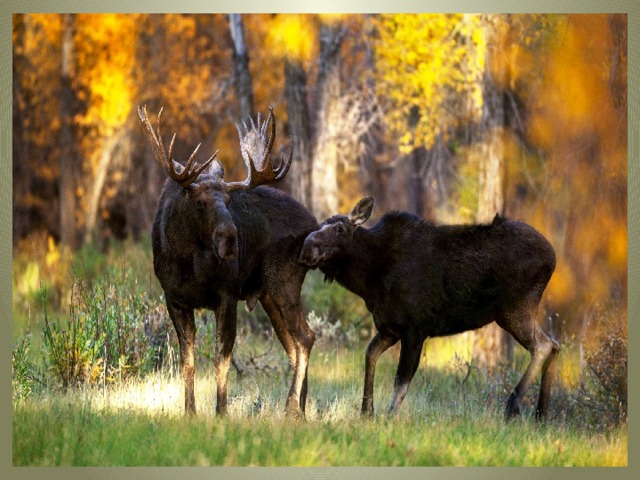 Горбоносый, длинноногий Великан ветвисторогий, Ест траву, кустов побеги, С ним тягаться трудно в беге. Коль такого довелось Встретить – Знай, что это … 