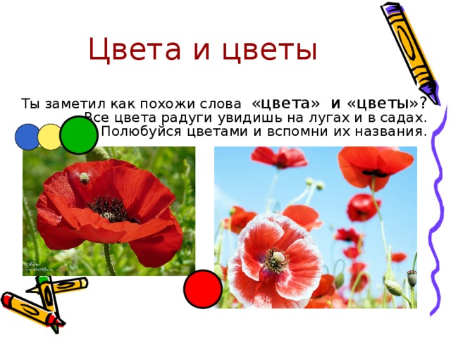 Цвета и цветы  Ты заметил как похожи слова «цвета» и «цветы»? Все цвета радуги увидишь на лугах и в садах. Полюбуйся цветами и вспомни их названия. 