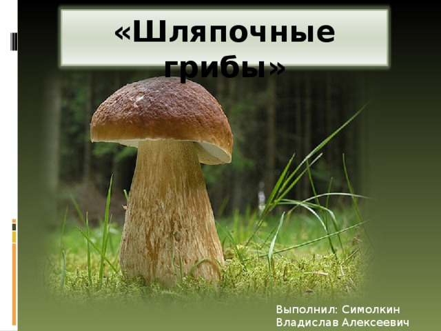 «Шляпочные грибы» Выполнил: Симолкин Владислав Алексеевич 