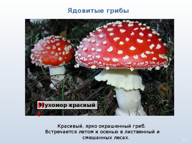 Ядовитые грибы !!! Мухомор красный Красивый, ярко окрашенный гриб. Встречается летом и осенью в лиственный и смешанных лесах. 13 