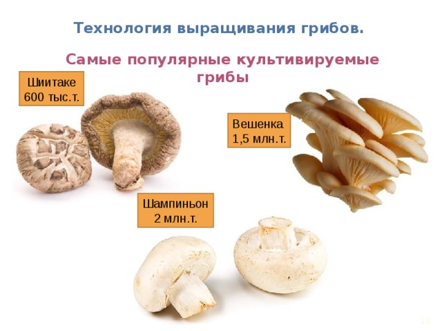 Технология выращивания грибов. Самые популярные культивируемые грибы Шиитаке  600 тыс.т. Вешенка  1,5 млн.т. Шампиньон  2 млн.т. 17 17 