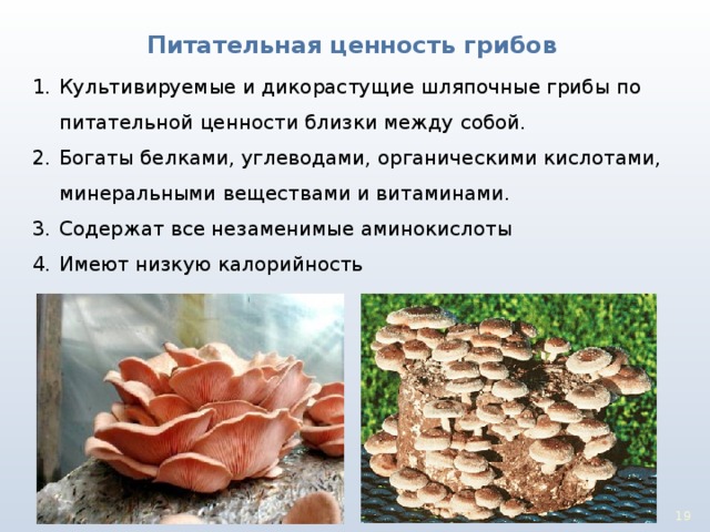 Питательная ценность грибов Культивируемые и дикорастущие шляпочные грибы по питательной ценности близки между собой. Богаты белками, углеводами, органическими кислотами, минеральными веществами и витаминами. Содержат все незаменимые аминокислоты Имеют низкую калорийность 17 17 
