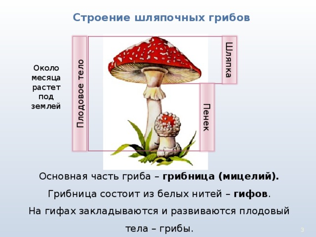 Плодовое тело Шляпка Пенек Строение шляпочных грибов Около месяца растет под землей Основная часть гриба – грибница (мицелий). Грибница состоит из белых нитей – гифов . На гифах закладываются и развиваются плодовый тела – грибы.  