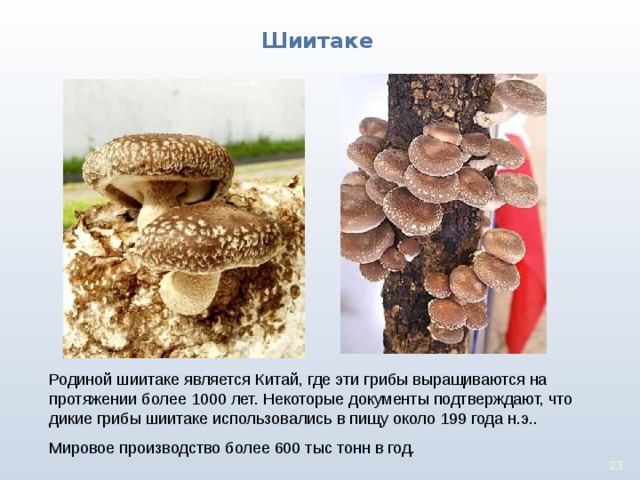 Шиитаке Родиной шиитаке является Китай, где эти грибы выращиваются на протяжении более 1000 лет. Некоторые документы подтверждают, что дикие грибы шиитаке использовались в пищу около 199 года н.э.. Мировое производство более 600 тыс тонн в год. 22 22 