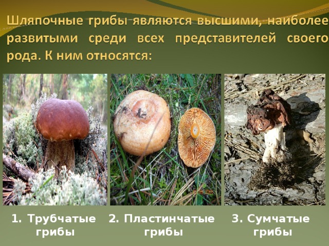 Трубчатые 2. Пластинчатые грибы 3. Сумчатые грибы грибы 