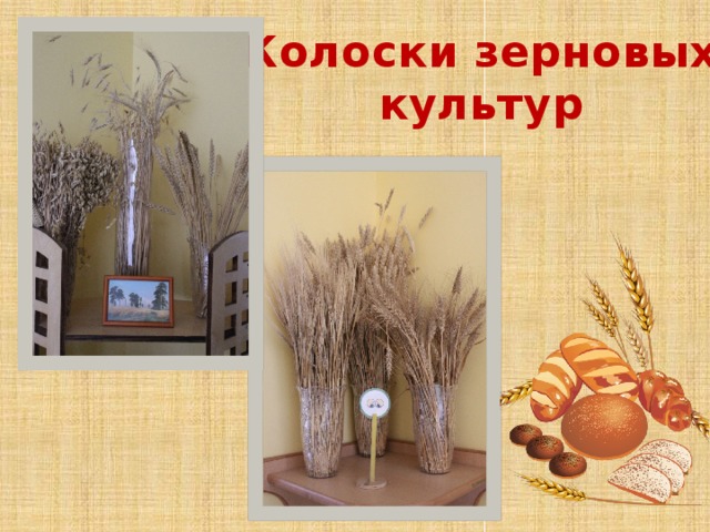 Колоски зерновых культур 