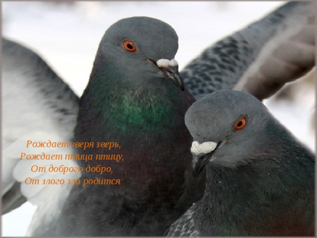 . Рождает зверя зверь,  Рождает птица птицу,  От доброго добро,  От злого зло родится 