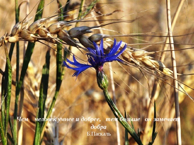 Чем человек умнее и добрее, тем больше он замечает добра  Б.Паскаль 