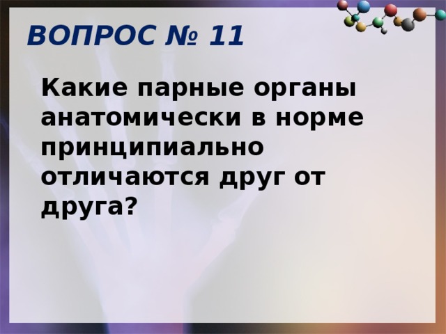 ВОПРОС № 11   Какие парные органы анатомически в норме принципиально отличаются друг от друга? 