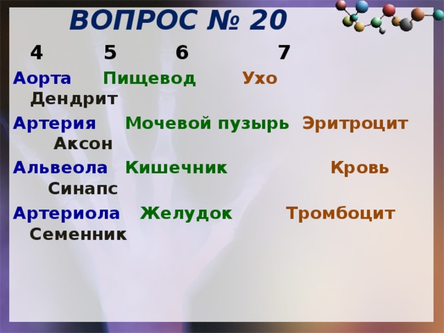 ВОПРОС № 20   4    5   6   7 Аорта     Пищевод    Ухо    Дендрит  Артерия   Мочевой пузырь  Эритроцит  Аксон Альвеола    Кишечник   Кровь   Синапс Артериола  Желудок    Тромбоцит  Семенник          