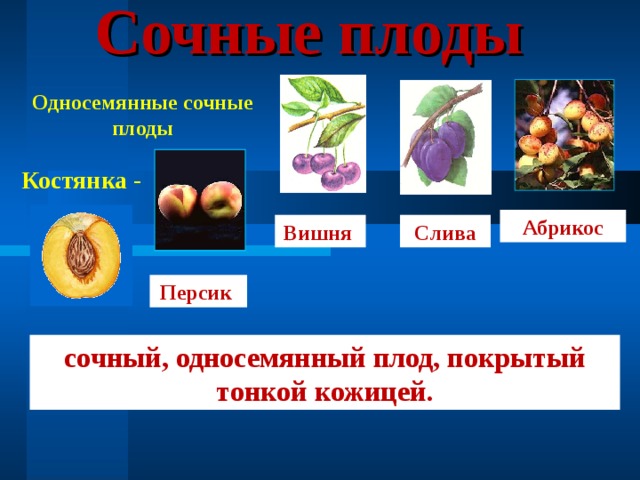 Сочные плоды Односемянные сочные плоды Костянка - Абрикос Вишня Слива Персик сочный, односемянный плод, покрытый тонкой кожицей. 