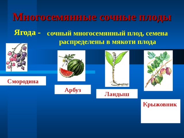 Многосемянные сочные плоды Ягода - сочный многосемянный плод, семена распределены в мякоти плода Смородина Арбуз Ландыш Крыжовник 