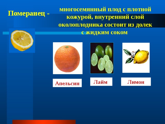 многосемянный плод с плотной кожурой, внутренний слой околоплодника состоит из долек с жидким соком  Померанец - Лимон Лайм Апельсин 