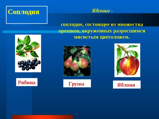 Соплодия Яблоко - соплодие, состоящее из множества орешков, окруженных разросшимся мясистым цветоложем. Рябина Груша Яблоня 