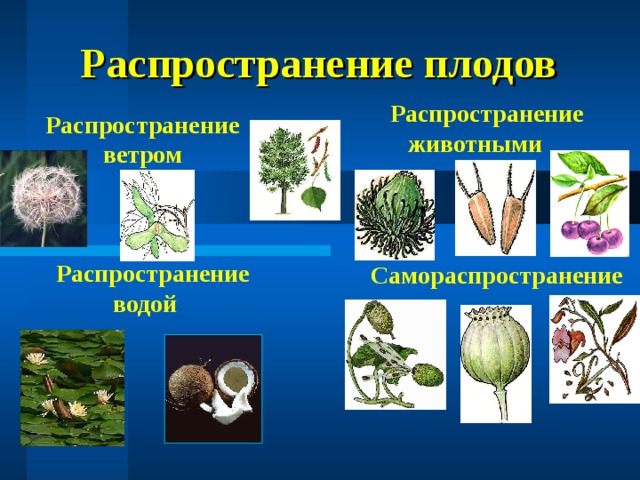 Распространение плодов  Распространение животными Распространение ветром  Распространение водой Самораспространение 