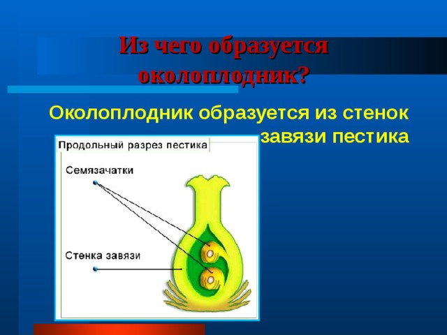 Из чего образуется околоплодник? Околоплодник образуется из стенок завязи пестика 