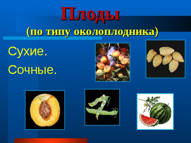 Презентация образование плодов и семян