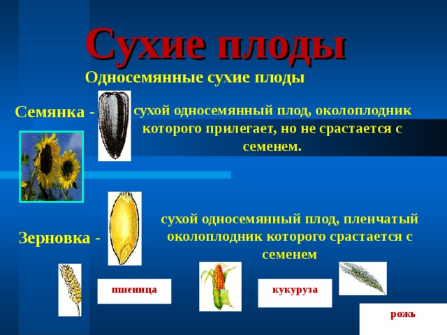 Сухие плоды Односемянные сухие плоды Семянка - сухой односемянный плод, околоплодник которого прилегает, но не срастается с семенем. сухой односемянный плод, пленчатый околоплодник которого срастается с семенем Зерновка - пшеница кукуруза рожь 