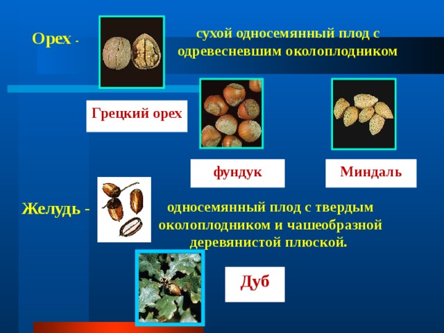 сухой односемянный плод с одревесневшим околоплодником Орех - Грецкий орех фундук Миндаль Желудь - односемянный плод с твердым околоплодником и чашеобразной деревянистой плюской. Дуб 