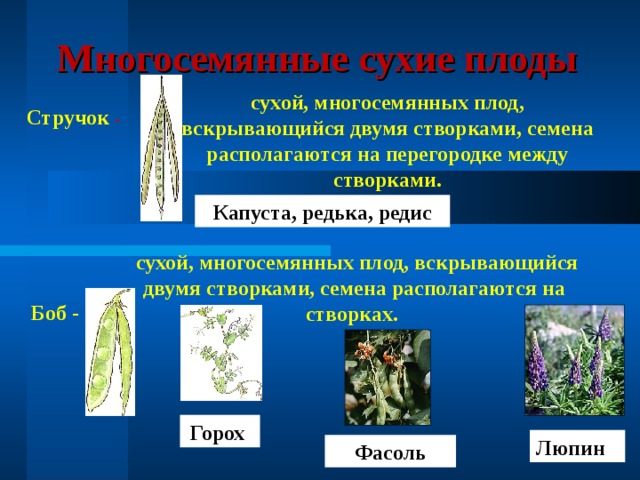 Люпин Многосемянные сухие плоды сухой, многосемянных плод, вскрывающийся двумя створками, семена располагаются на перегородке между створками. Стручок - Капуста, редька, редис  сухой, многосемянных плод, вскрывающийся двумя створками, семена располагаются на створках.  Боб - Горох Фасоль 