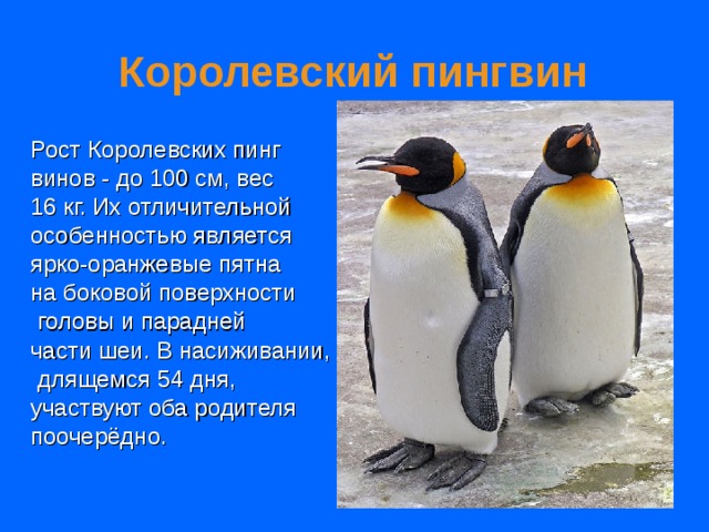 Королевский пингвин Рост Королевских пинг винов - до 100 см, вес 16 кг. Их отличительной особенностью является ярко-оранжевые пятна на боковой поверхности  головы и парадней части шеи. В насиживании,  длящемся 54 дня, участвуют оба родителя поочерёдно.