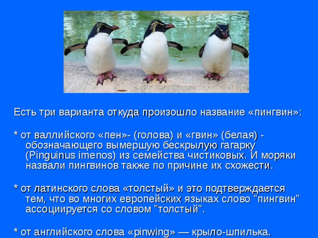 Есть три варианта откуда произошло название «пингвин»:   * от валлийского «пен»- (голова) и «гвин» (белая) - обозначающего вымершую бескрылую гагарку (Pinguinus imenоs) из семейства чистиковых. И моряки назвали пингвинов также по причине их схожести.   * от латинского слова «толстый» и это подтверждается тем, что во многих европейских языках слово 