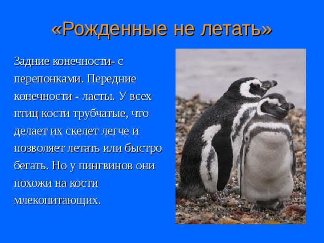 «Рожденные не летать» Задние конечности- с перепонками. Передние конечности - ласты. У всех птиц кости трубчатые, что делает их скелет легче и позволяет летать или быстро бегать. Но у пингвинов они похожи на кости млекопитающих.