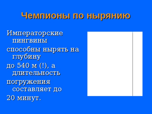 Чемпионы по нырянию Императорские пингвины способны нырять на глубину до 540 м (!), а длительность погружения составляет до 20 минут.